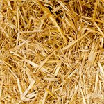 Amazon 2012 Christmas Ordering Cutoffs {extended}