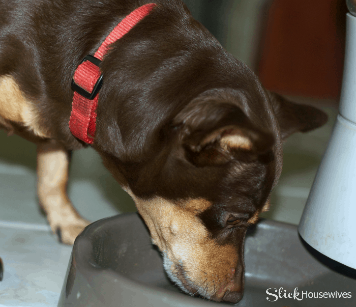 A Day in the Life on Princess: Purina® Pro Plan® BRIGHT MIND