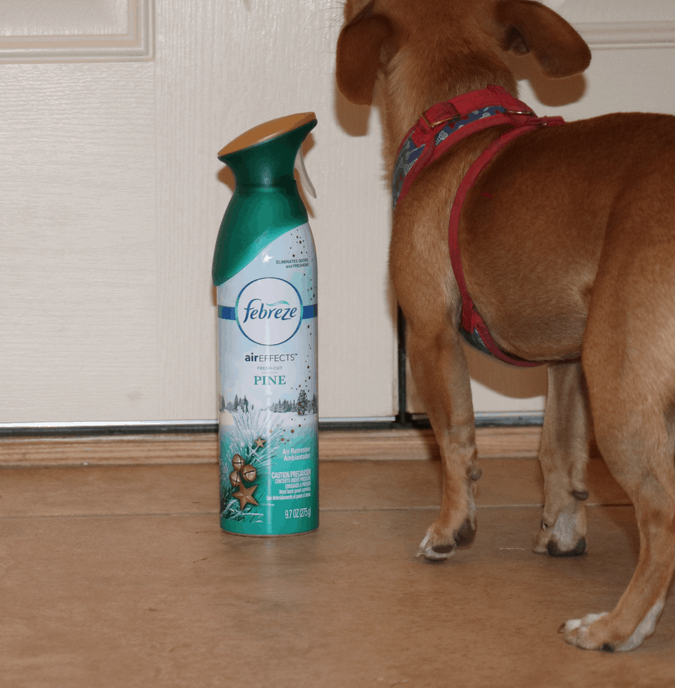 How to Keep your House Smelling Good - #12Stinks of Christmas
